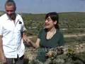 Sexual Confusion in a vinyard