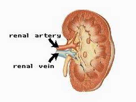 how to assess urine concentration