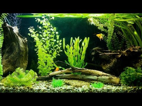 how to unclog an aquarium air stone