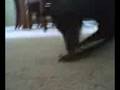molly eating a bug