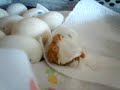 DUCKLING HATCHING