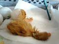 DUCKLING HATCHING
