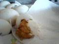 DUCKLING HATCHING