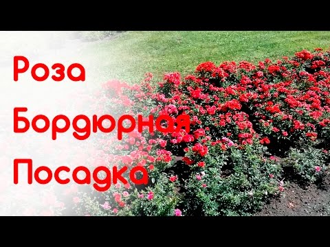 Уход за бордюрными розами в домашних условиях 843