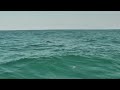 Whales off Hastings.mp4