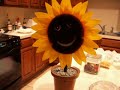 sunshine sunflower