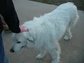 Tripod Dog...