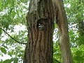 Baby Hairy Woodpeckers