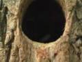 Baby Hairy Woodpeckers