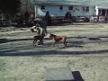 MonkeyBubbles- Agility 19week old Boxer www.TheDogTrainingCompany.com