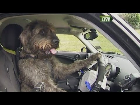 Perros que aprendieron a manejar autos