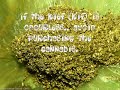 Legalize It! Legalize It!