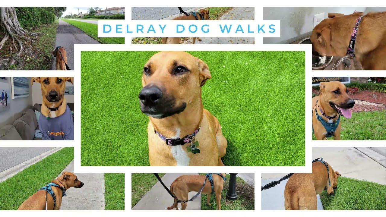 Luna is A Second Chance Puppies and Kittens Rescue