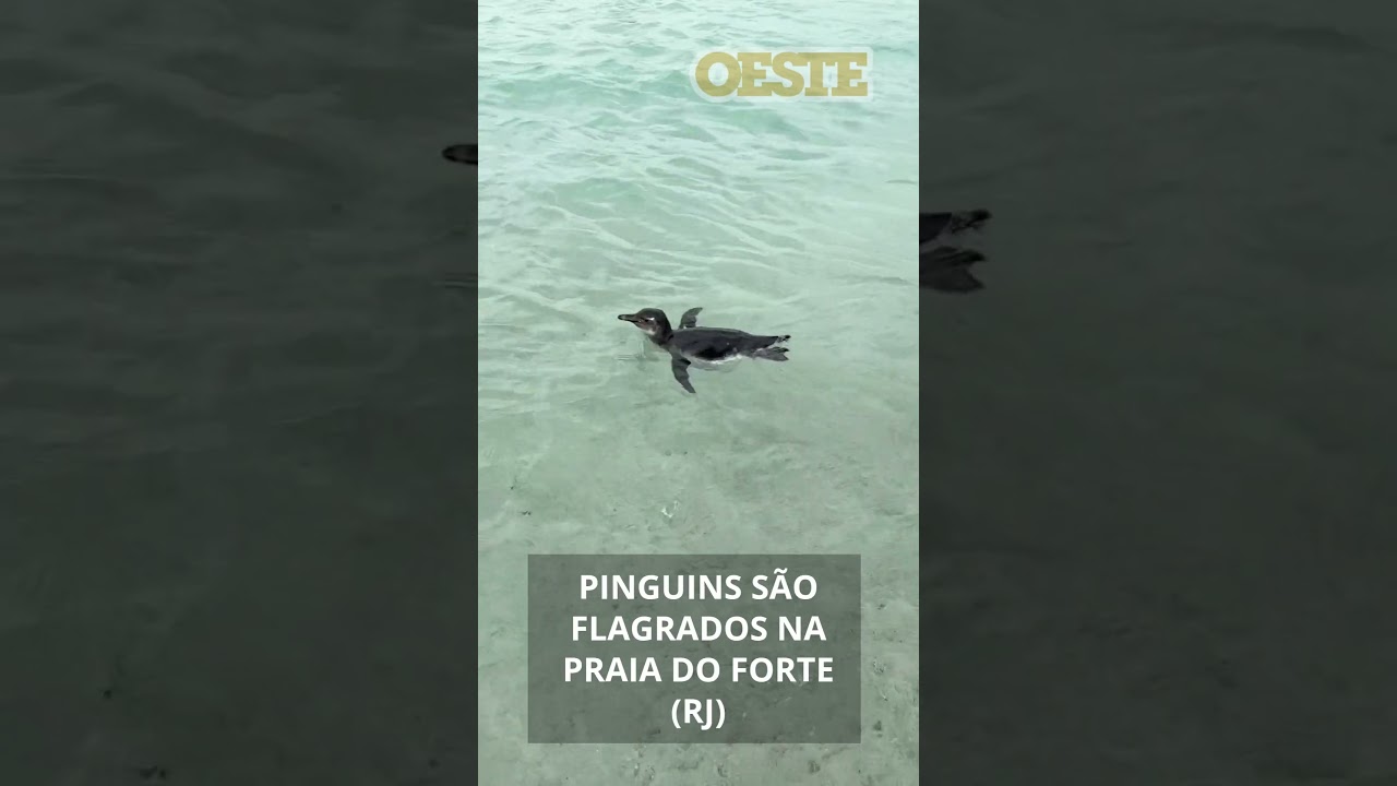 Pinguins São Flagrados Na Praia Do Forte (Rj)