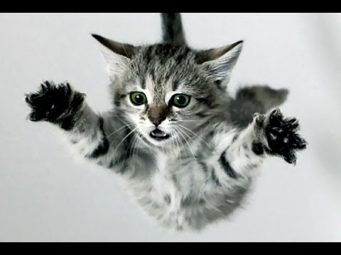 FUNNY VIDEOS: Funny Cats - Funny Cat Videos - Funny Animals - Cats Funny Jump Compilation