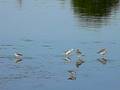 videos de Wilson's Phalarope at Jamaica Bay in Queens, NY
