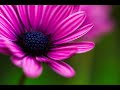 Click here to watch this video Tiesto vs. Doni & Momchil and Kanaleto - Carpe Noctum in Violet (Higher Devotion MASH)