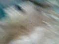 Large Dog 5