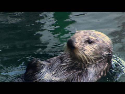 Sea Otter Poop May Help Save Species