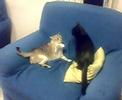 GATTI DA WRESTLIG