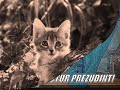 Funny Cats Pt. 1 Funny Cats Pt. 1