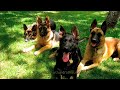 Schwarzundrot Haus German Shepherds Schwarzundrot Haus German Shepherds