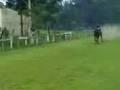 videos de careras en paiso tab.moyrojas