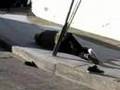 Horribly Painful Skateboarding Accident
