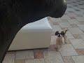 Lucio e la mucca Lucio e la mucca
