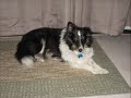 Suzie.wmv