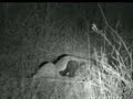 HONEY BADGERS & A HYENA