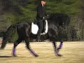 Pure Black Andalusian Stallion Pure Black Andalusian Stallion