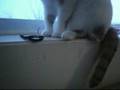 my cat-JayJay-playing with my NintendoDS wrist strap