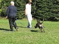 Chamois doing Schutzhund training