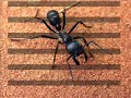 EL INGENIO DE UNA HORMIGA EL INGENIO DE UNA HORMIGA