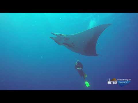 ENCUENTRO CON ESTA PRECIOSA MANTA MOBULA TARAPACANA