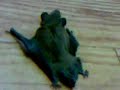 BAT INVADES MY APARTMENT!