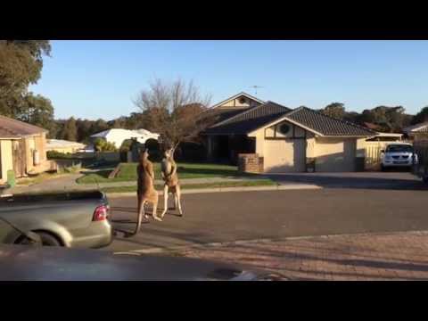 Copy of wild kangaroo street fight Aussie style