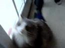 swingy dingy cat