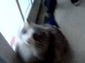 swingy dingy cat