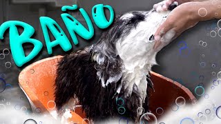 48 - Cómo BAÑAR a un PERRO. 48 - Cómo BAÑAR a un PERRO.