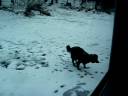 Dog playing in the snow Dog playing in the snow