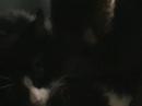 nibbles hits that low g