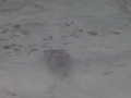 Meeru Island Resort Porcupine Fish Jan 2009