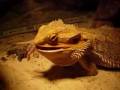 videos de spyke pogona qui mange un raton
