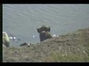 Vervet Monkey and Baby at the waterhole 3.26.07 3.12pm