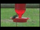 An Innocent Little Bird An Innocent Little Bird