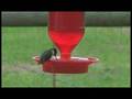 An Innocent Little Bird