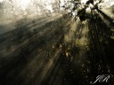 m6 – Amazon Dawn