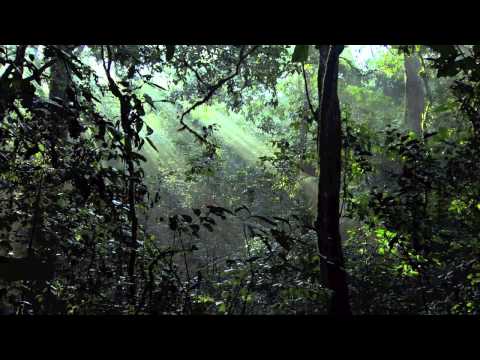 Nianell – We’ll FInd A Way (Chimpanzee Tribute)